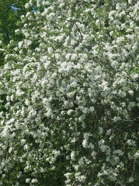 Manzano Florece Exuberantemente Primavera Jardín Con Flores Blancas Tiempo Soleado —  Fotos de Stock