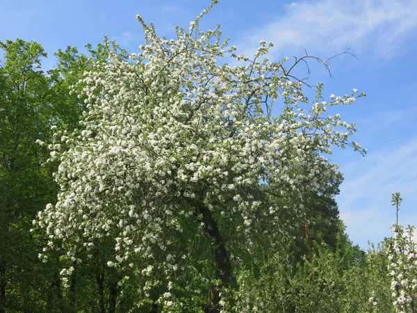 Jabłoń Kwitnie Luksusowo Wiosną Ogrodzie Białymi Kwiatami Słoneczną Pogodę — Zdjęcie stockowe