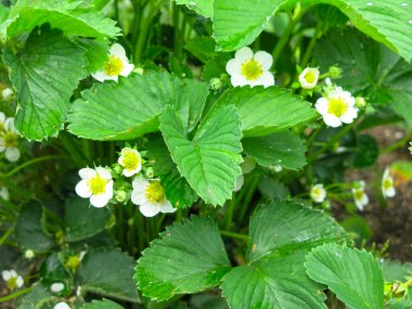 Çilek çalıları yazın yataklarda çiçek açar.