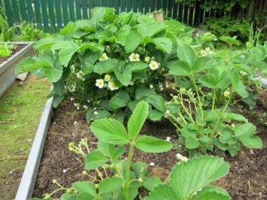 Çilek çalıları yazın yataklarda çiçek açar.