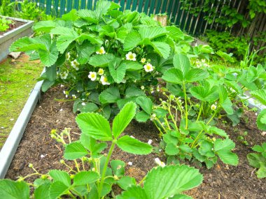 Çilek çalıları yazın yataklarda çiçek açar.