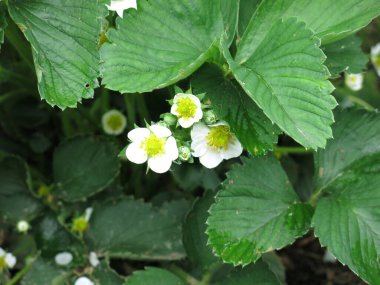 Çilek çalıları yazın yataklarda çiçek açar.