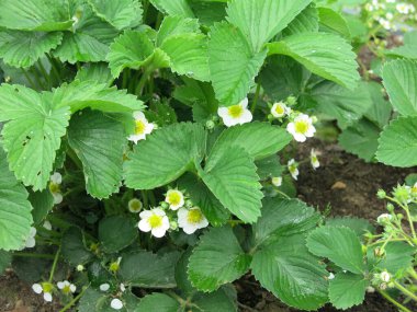 Çilek çalıları yazın yataklarda çiçek açar.