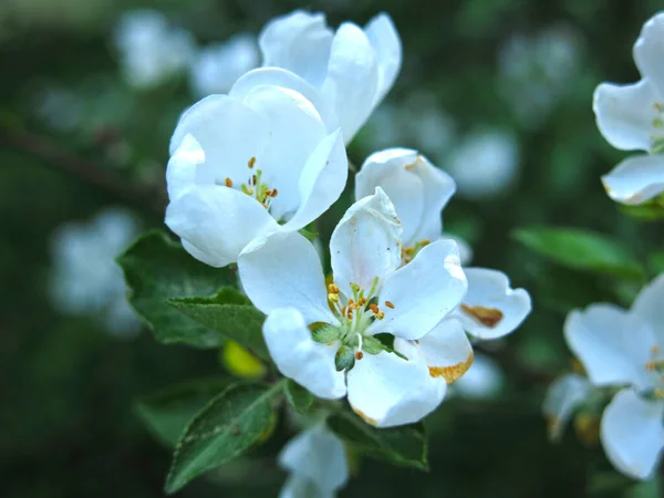 Luxusní Bílé Jabloně Květiny Jsou Blízko Jaře Zahradě — Stock fotografie