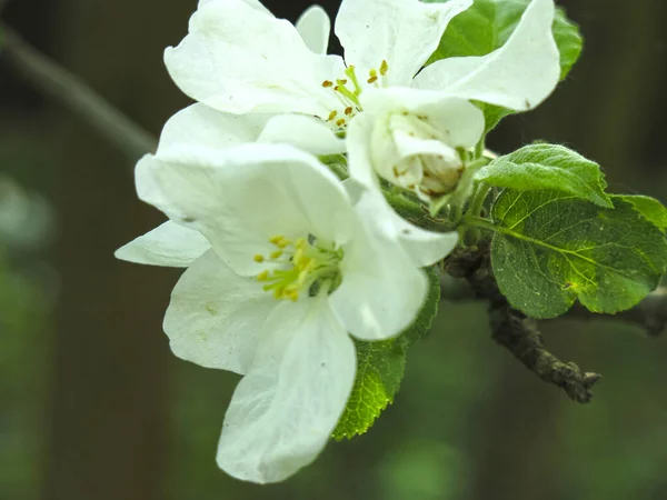 Fleurs Pommier Blanc Luxueux Sont Proches Printemps Dans Jardin — Photo
