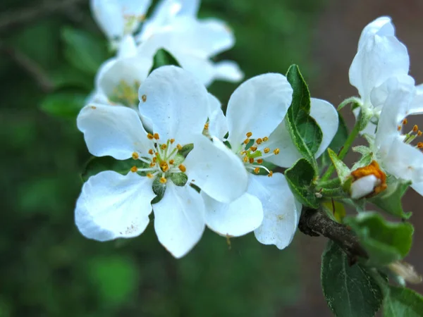Fleurs Pommier Blanc Luxueux Sont Proches Printemps Dans Jardin — Photo