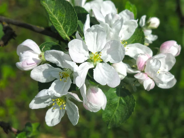 庭には春には白いりんごの花が咲いています — ストック写真