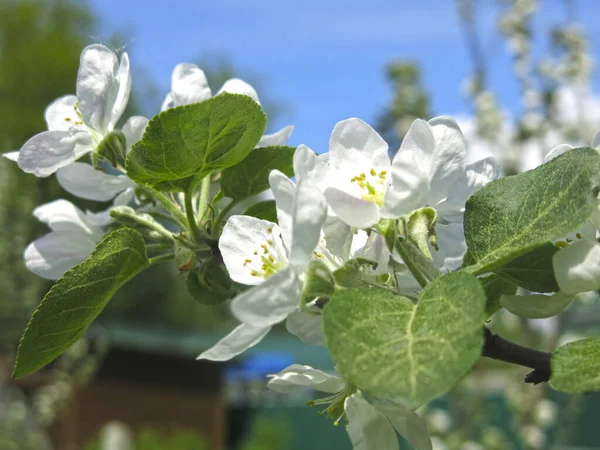 庭には春には白いりんごの花が咲いています — ストック写真