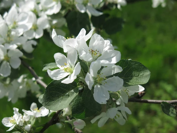 庭には春には白いりんごの花が咲いています — ストック写真