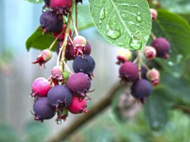 Renkli böğürtlen (Amelanchier) bir dalda böğürtlen