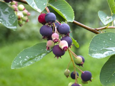 Renkli böğürtlen (Amelanchier) bir dalda böğürtlen