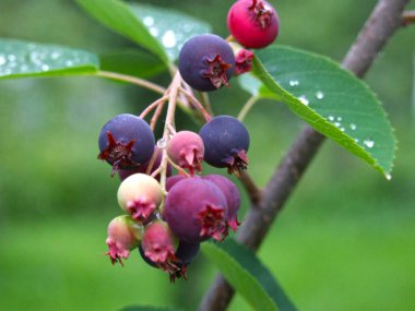 colorful shadberry (Amelanchier) berries on a branch clipart
