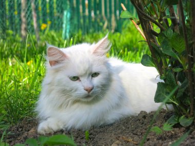 Beyaz tüylü Sibirya kedisi yazın bahçede bir çalılığın altında dinlenir.