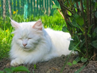 Beyaz tüylü Sibirya kedisi yazın bahçede bir çalılığın altında dinlenir.