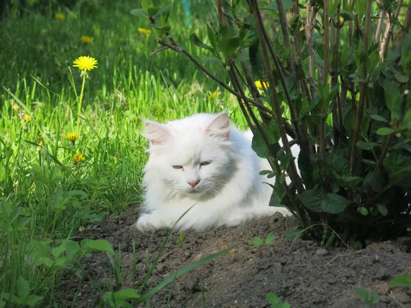 白色绒毛西伯利亚猫躺在花园里的灌木丛下 躺在地上 — 图库照片