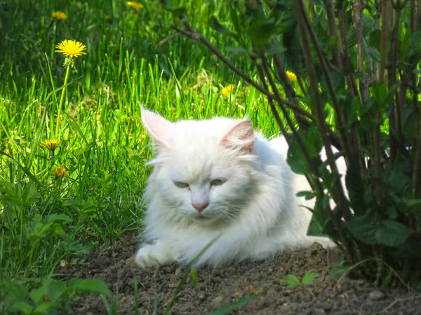 白色绒毛西伯利亚猫躺在花园里的灌木丛下 躺在地上 — 图库照片
