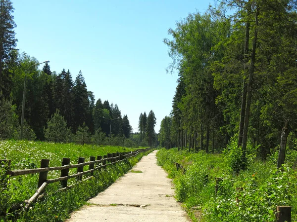 Camino Verano Través Del Bosque Con Una Cerca Áspera Madera — Foto de Stock