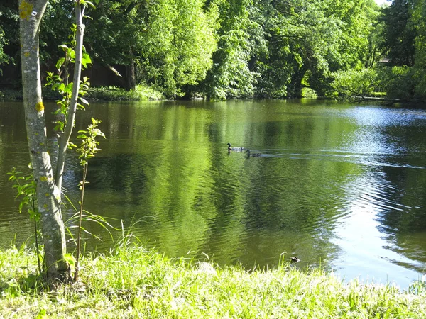 Pitoresca Lagoa Verão Rural Com Patos Flutuantes — Fotografia de Stock