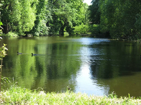 Pittoresco Stagno Estivo Rurale Con Anatre Galleggianti — Foto Stock