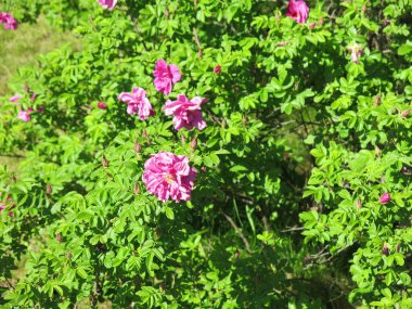 Güllük gülistanlık çiçekler açar güneşli havada