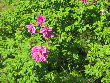 Güllük gülistanlık çiçekler açar güneşli havada