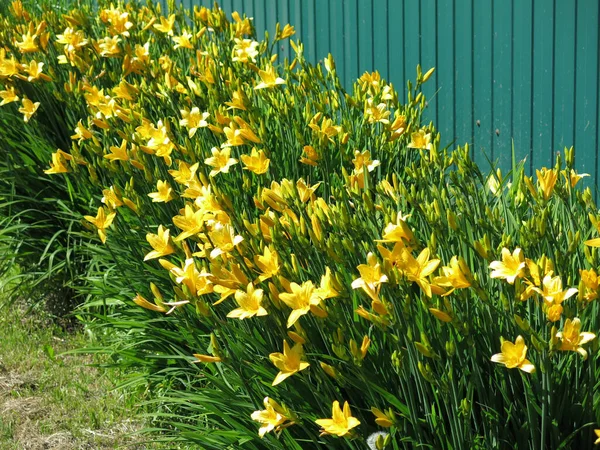 Klara Gula Liljor Blommar Frodigt Trädgården Sommaren — Stockfoto