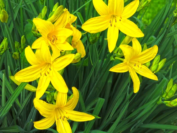 夏には庭に鮮やかな黄色のユリが咲き誇ります — ストック写真