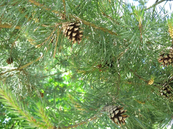 Pohon Pinus Hijau Muda Dengan Kerucut Pada Hari Yang Cerah — Stok Foto