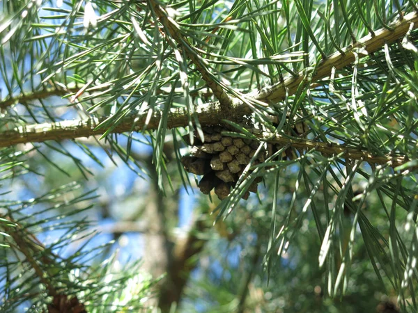 Jonge Helder Groene Dennenboom Met Een Kegel Een Zonnige Dag — Stockfoto