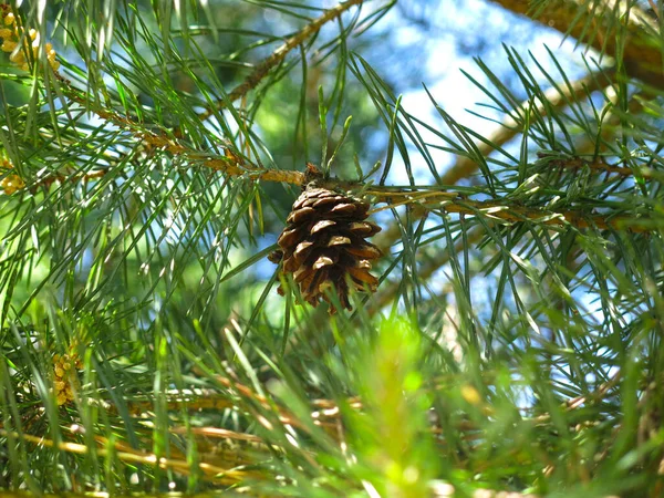 Young Bright Green Pine Tree Cone Sunny Day — Stock Photo, Image