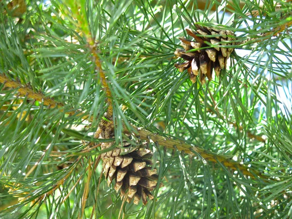 Young Bright Green Pine Tree Cone Sunny Day — Stock Photo, Image