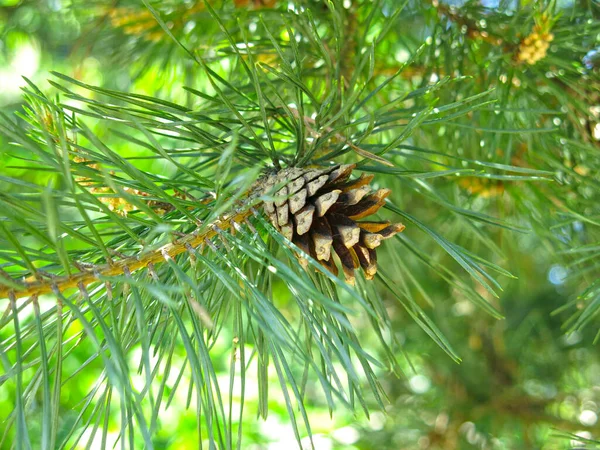 Jonge Helder Groene Dennenboom Met Een Kegel Een Zonnige Dag — Stockfoto