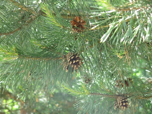 Young Bright Green Pine Tree Cone Sunny Day — Stock Photo, Image