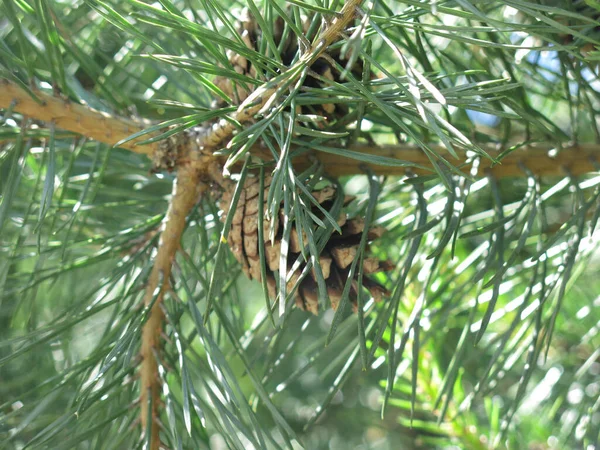 Jonge Helder Groene Dennenboom Met Een Kegel Een Zonnige Dag — Stockfoto