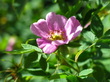 Pembe güllük gülistanlık çiçekler açtı çalılıklarda