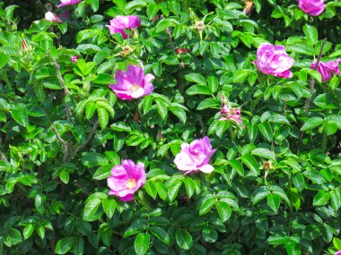 Pembe güllük gülistanlık çiçekler açtı çalılıklarda