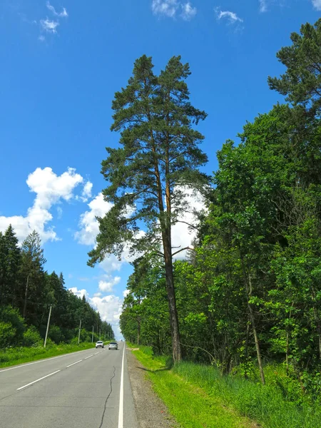 Krásný Načechraný Rozvětvený Borovice Kraji Silnice — Stock fotografie