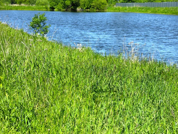 絵のように美しい夏の田舎の池には — ストック写真