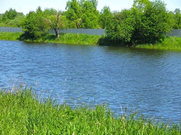 Pintoresco Estanque Campo Verano Con Patos Natación —  Fotos de Stock