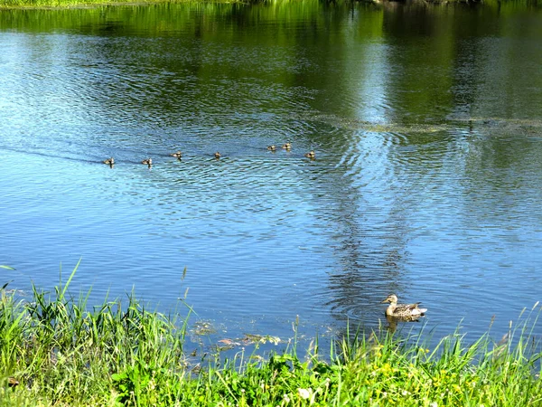 Picturesque Country Pond Summer Swimming Ducks — Stockfoto