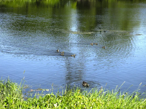 Picturesque Country Pond Summer Swimming Ducks — Stockfoto