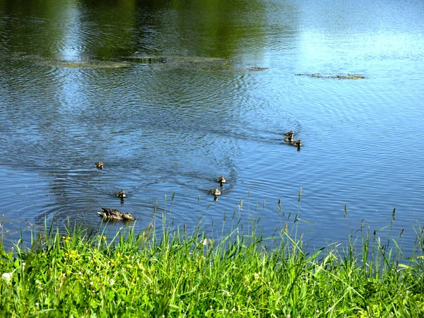 Picturesque Country Pond Summer Swimming Ducks — Stockfoto