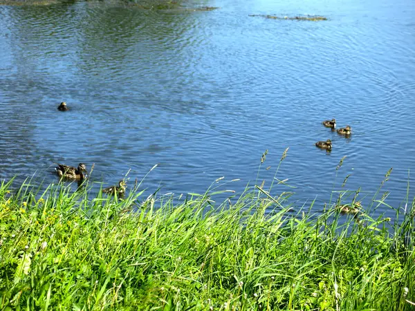 Picturesque Country Pond Summer Swimming Ducks — Stockfoto