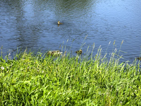 絵のように美しい夏の田舎の池には — ストック写真