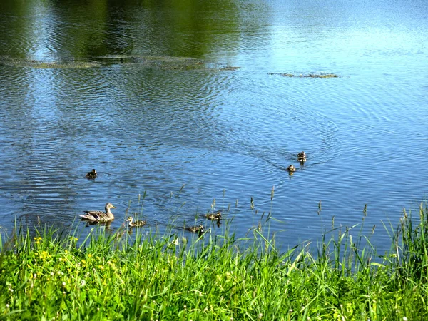 Pintoresco Estanque Campo Verano Con Patos Natación — Foto de Stock