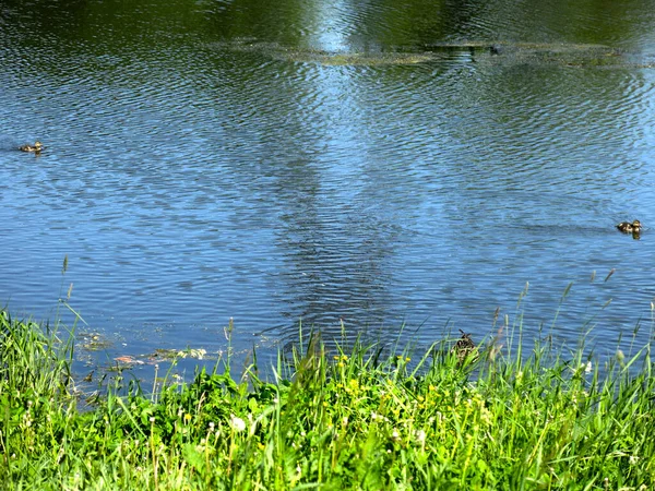 Picturesque Country Pond Summer Swimming Ducks — Stock fotografie