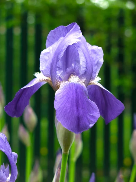 Los Iris Azules Florecen Jardín Verano — Foto de Stock