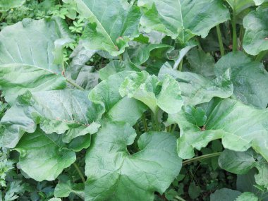 dev dulavrat (Arctium lappa) yaprakları büyüyor