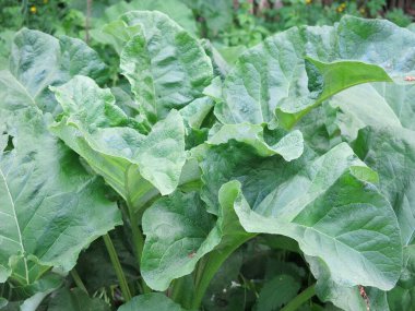 dev dulavrat (Arctium lappa) yaprakları büyüyor