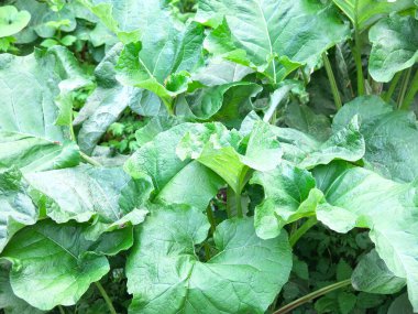 dev dulavrat (Arctium lappa) yaprakları büyüyor